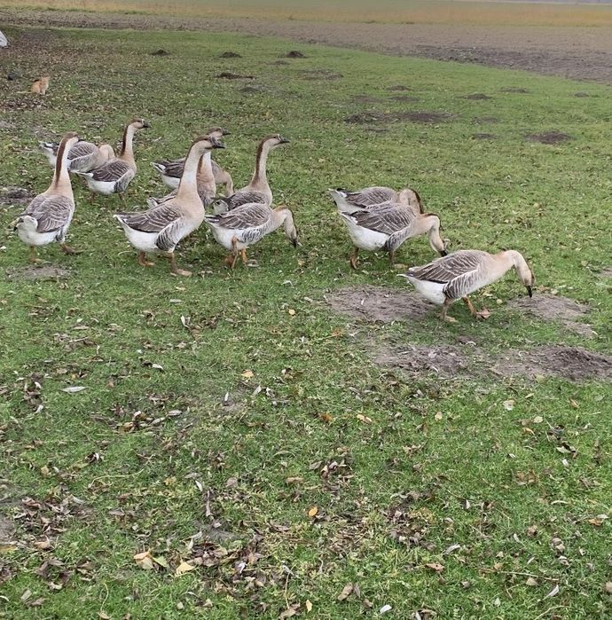 Sprzedam gęsi garbonose