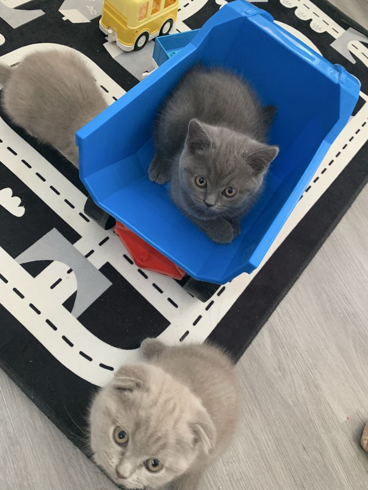 Kot Brytyjski Scotissh Fold