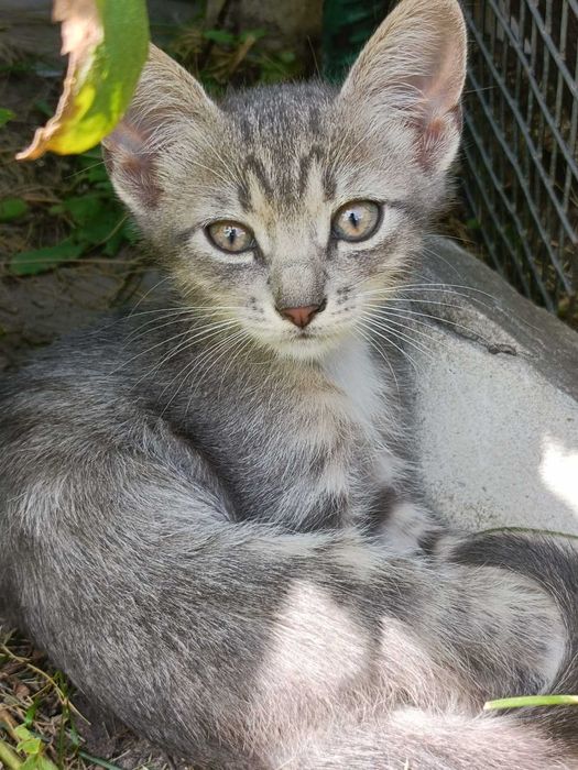 Отдам только в добрые руки!