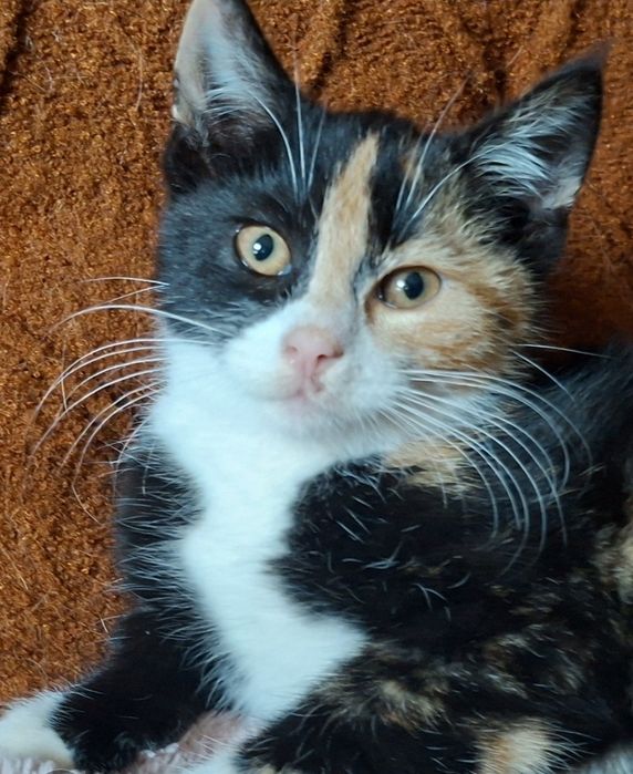 Basia- kotunia szuka stałego domku