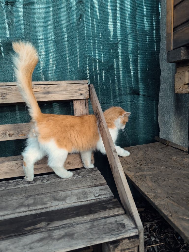 Шукають родини дуже гарні киця та котик