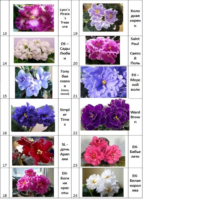 Сортовые сенполии фиалки