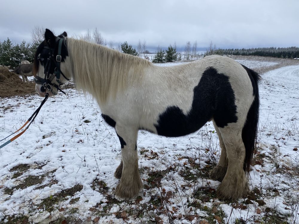 Tinker, irish cob, walach NOWA CENA