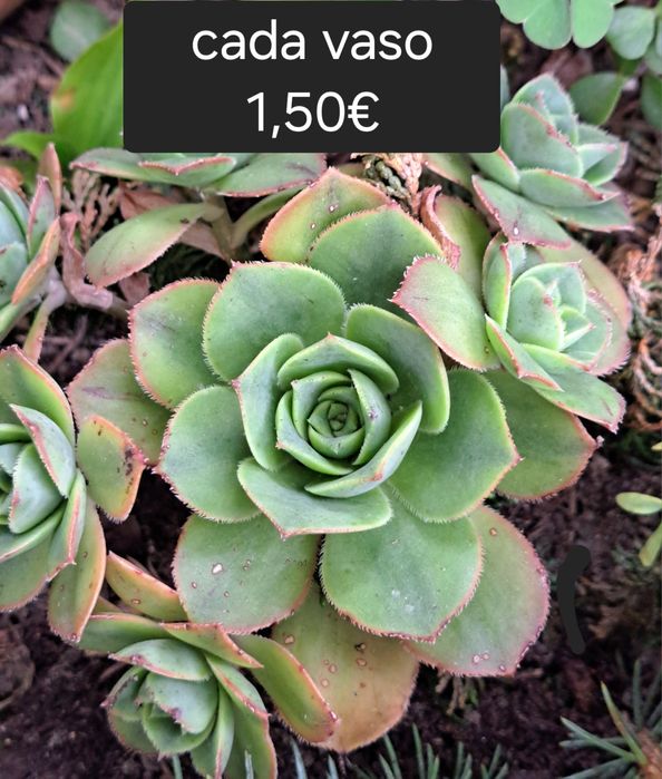 Queima incenso estanho puro 95%