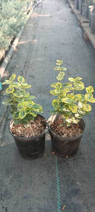 Бобовник (Золотий дощ) - Бересклет - Гліцинія Р9