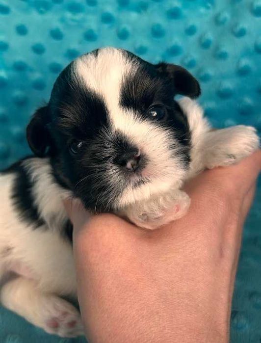 Śliczny szczeniaczek shih tzu z rodowodem ZKWP FCI