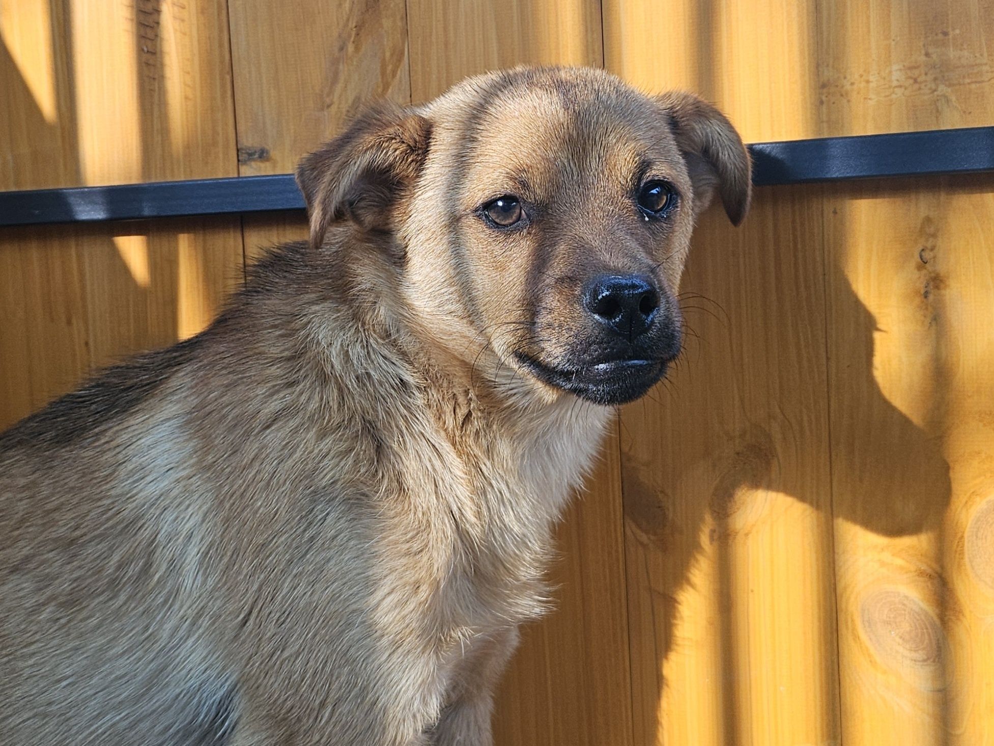 Kto pokocha? Uratowane pieski szukają domków. Pies, suczka, adoptuj