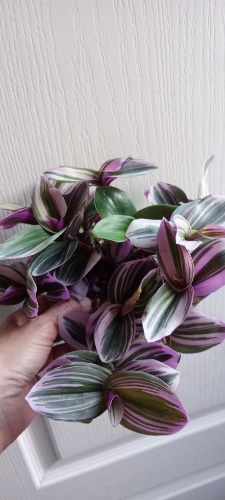 Peperomia cisus geranium trzykrotka