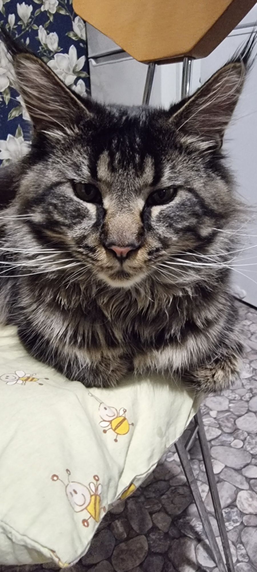 Мейн кун кошеня шукає родину