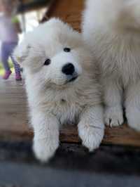 Samoyed gotowe do odbioru