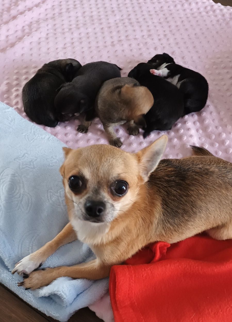 Chihuahua piesek brązowy podpalany z uprawnieniami hodowlanymi, krycie