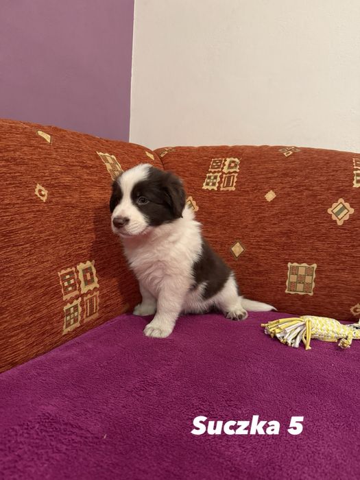 Suczka Border Collie