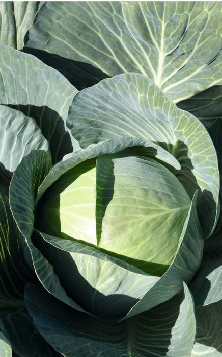 Kapusta biała kilaherb