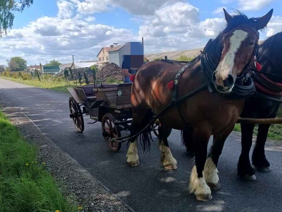 Klacz zimnokrwista - arden polski 84 pkt