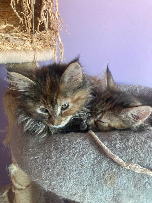 MAINE COON OKAZJA! Wyjątkowa kotka rodowód FPL,zdrowa,towarzyska