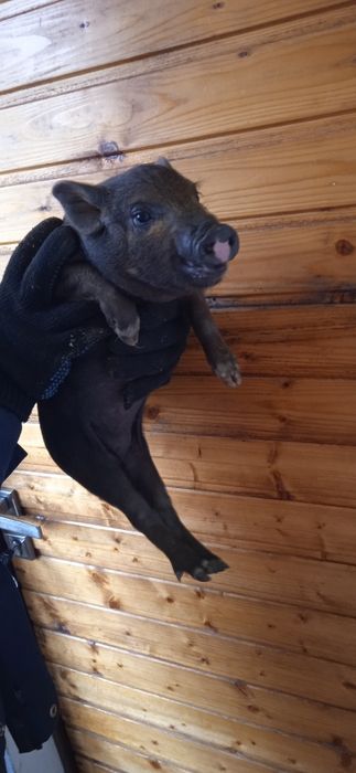 В'єтнамські поросята свині