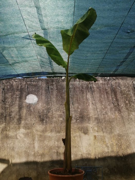 Bananeira de varios tamanhos