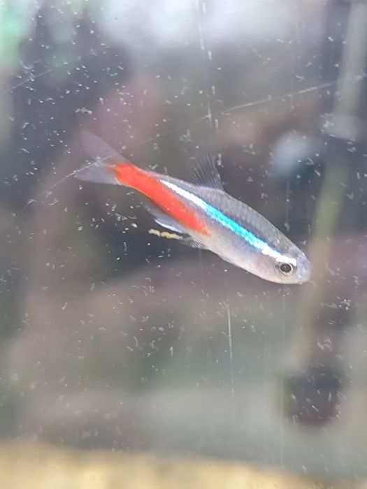 Peixe tetra neon