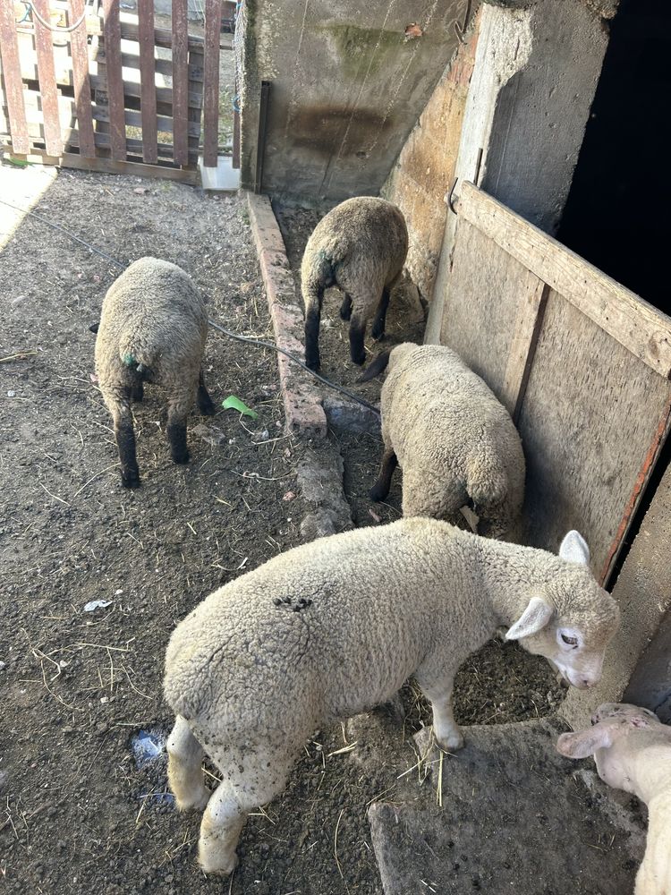 Animais de quinta