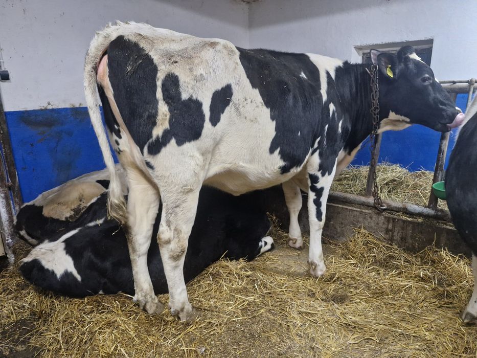 Jałówka wysokocielna