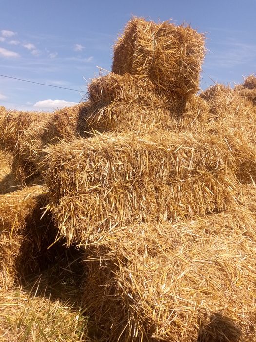 В продаже солома 15-17 кг тюк.пшеница.ячмень