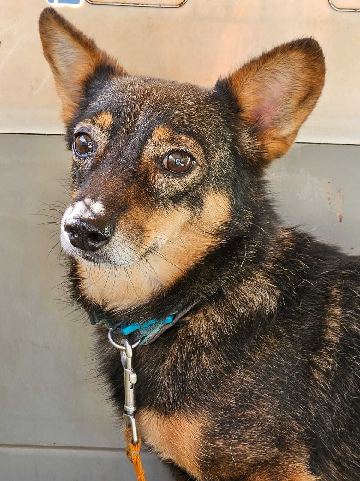 Karolcia - do adopcji