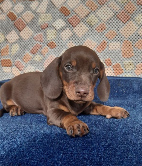 Jamnik czekoladowy szczeniak