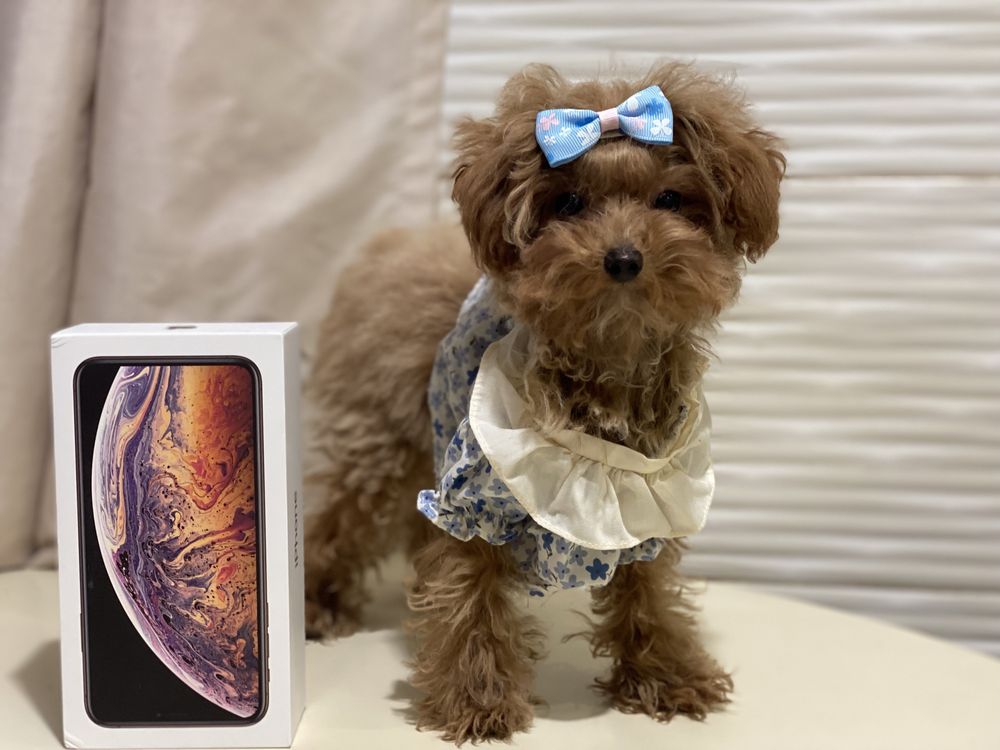 Micro Teacup Maltipoo f2 Red Braun