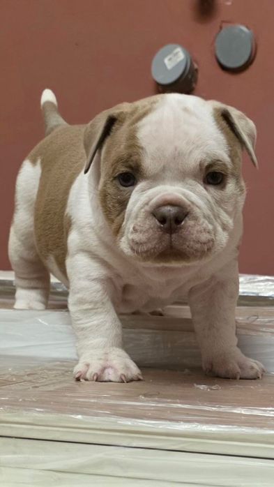 Щенки Американского Булли