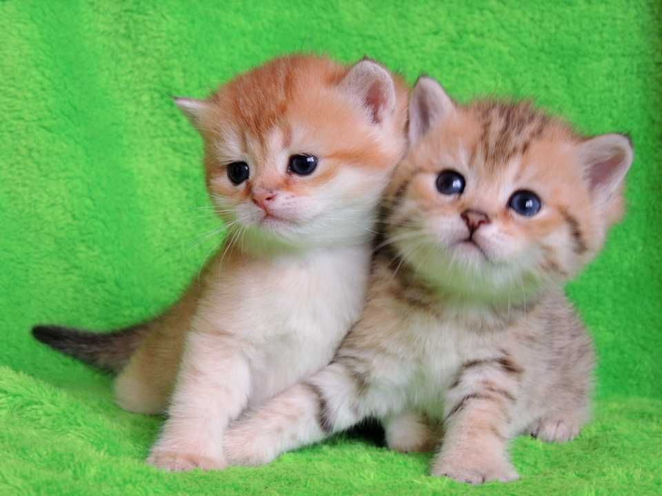 Шотландские котята золотистого окраса