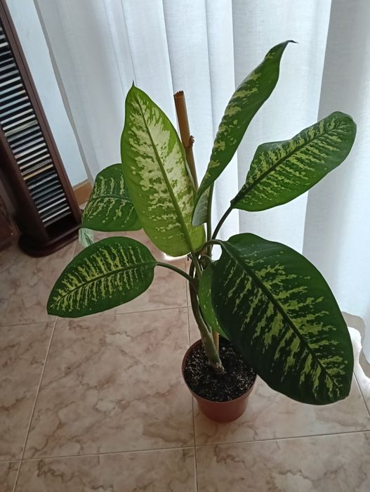 Planta natural trepadeira com 1 metro de altura