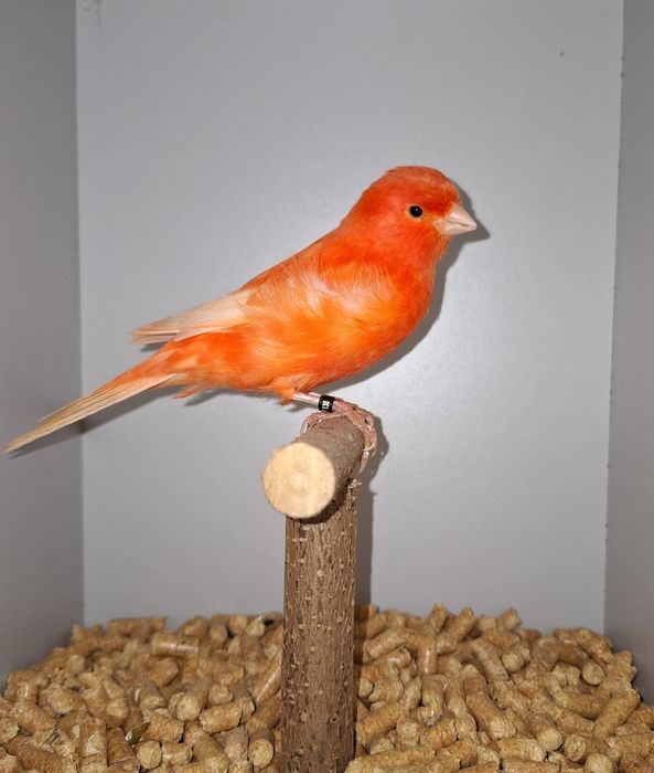 Kanarki czerwone,  samce.