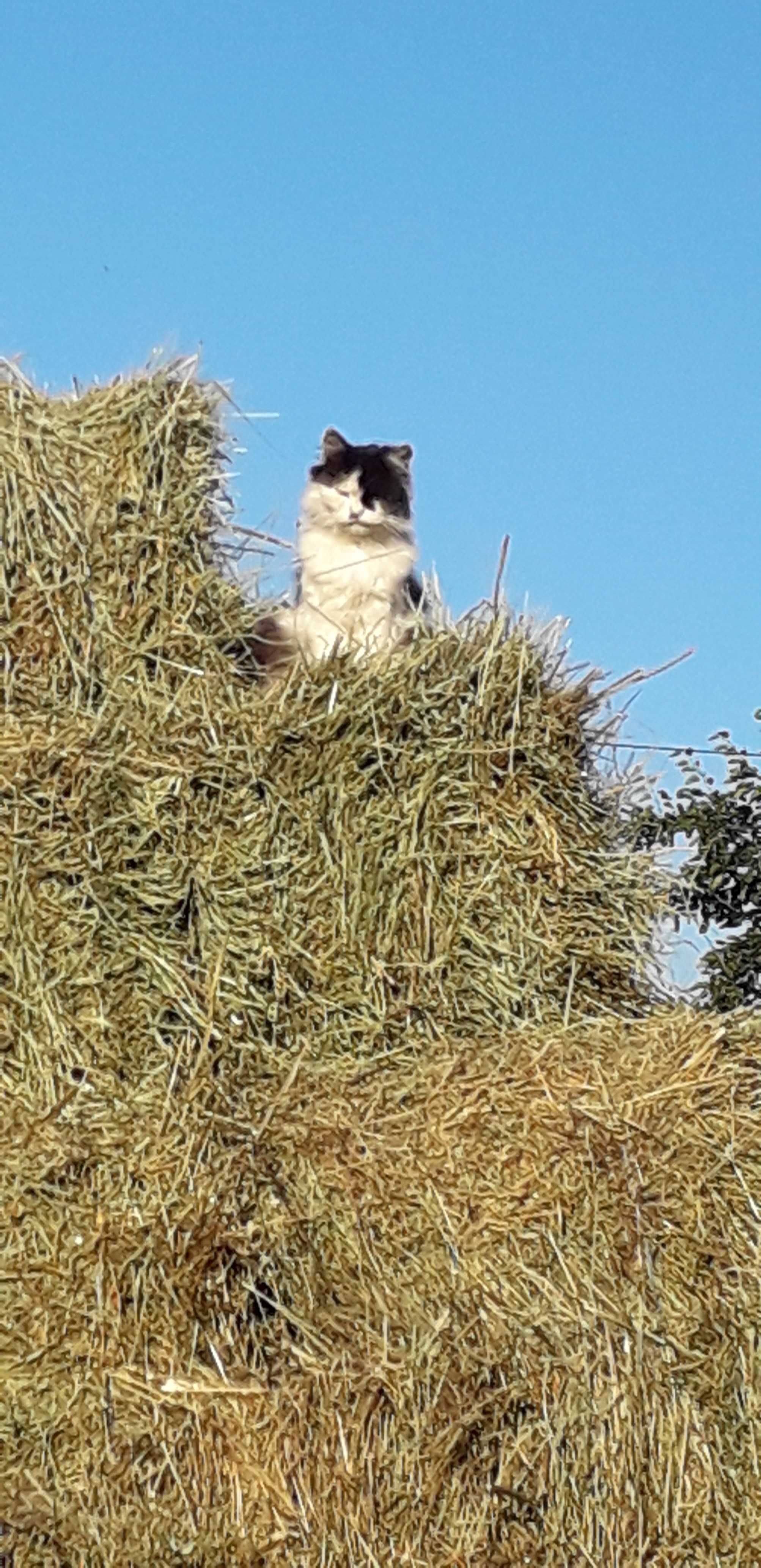 сено луговое   в тюках солома