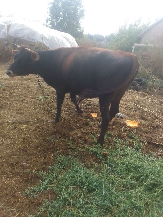 Продаю теличку Джерсей