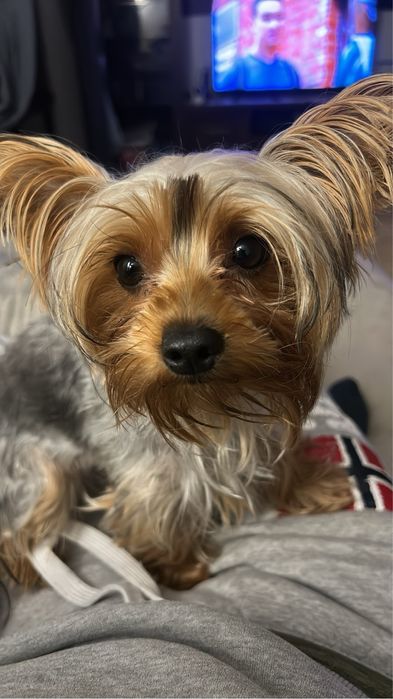 Yorkshire terrier