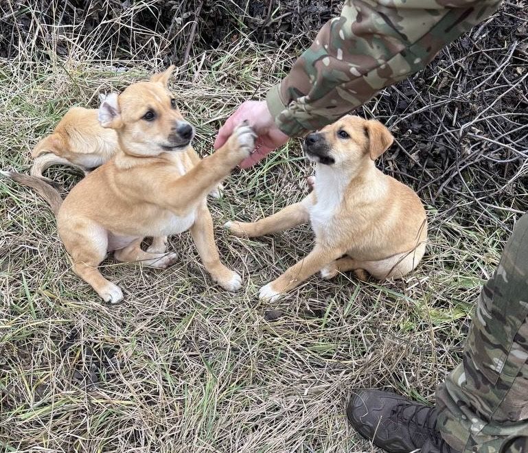 Цуценя в сімʼю!!!малі на вулиці