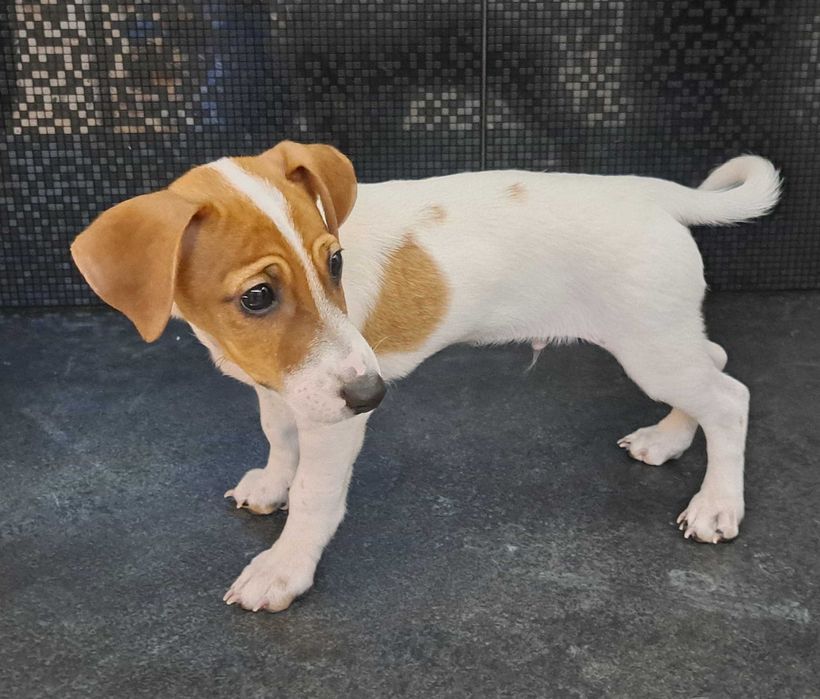 Jack Russell Terrier szczeniak
