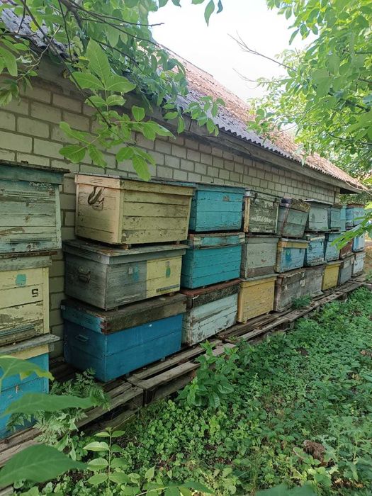 Вулики Б/У системи Додан 30 шт.