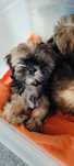 Szczeniak shih tzu z wielopokoleniowym rodowodem