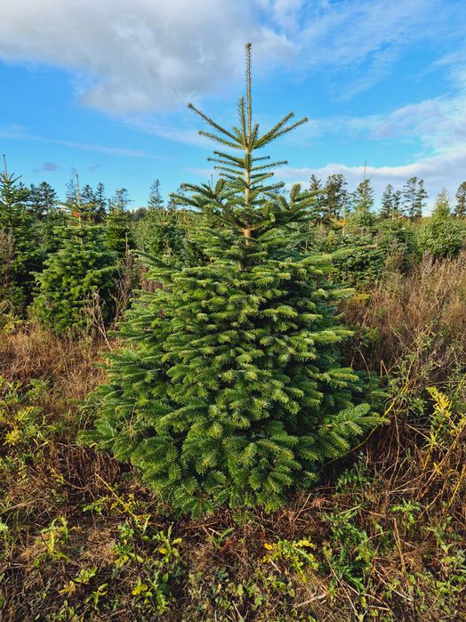 Jodła Kaukaska Cięta 250-300 cm lub w donicy 100-180 cm/ TuChoinki.pl