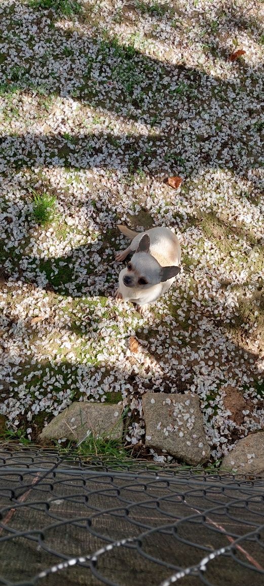 Mała suczka chihuahua