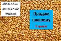 Продам пшеницю 5 грн/кг до 25тонн