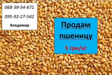 Продам пшеницю 5 грн/кг до 25тонн