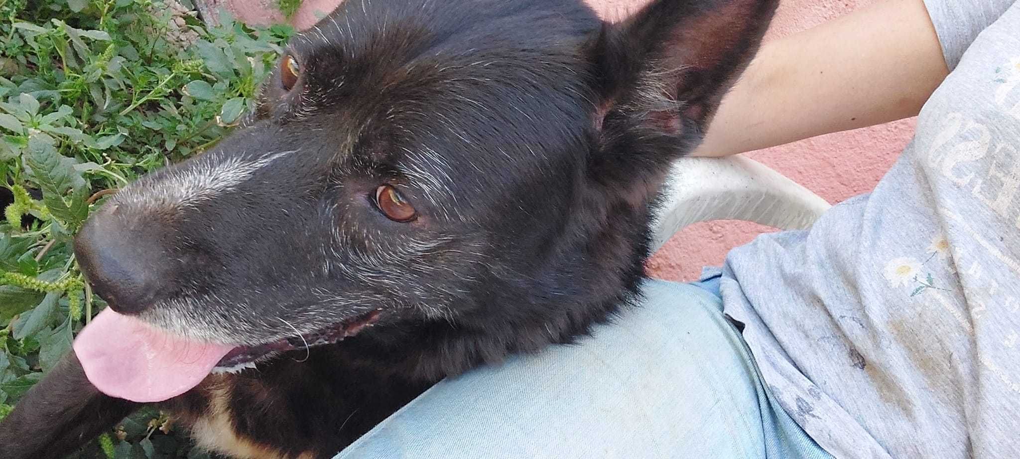 Cão para doção responsável