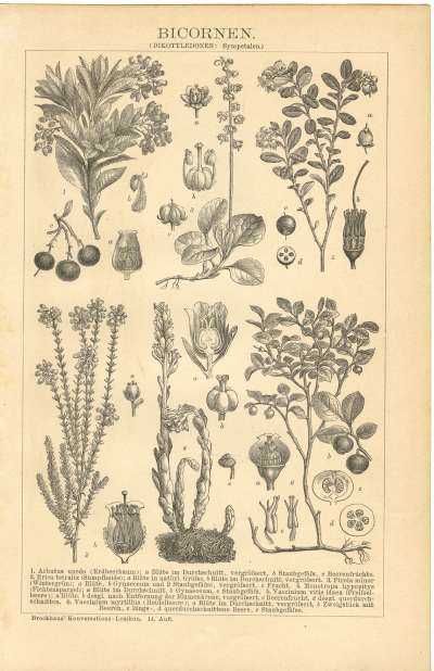 Rośliny - Kwiaty  oryginalne XIX w. grafiki