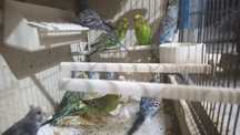 Periquitos aves novas