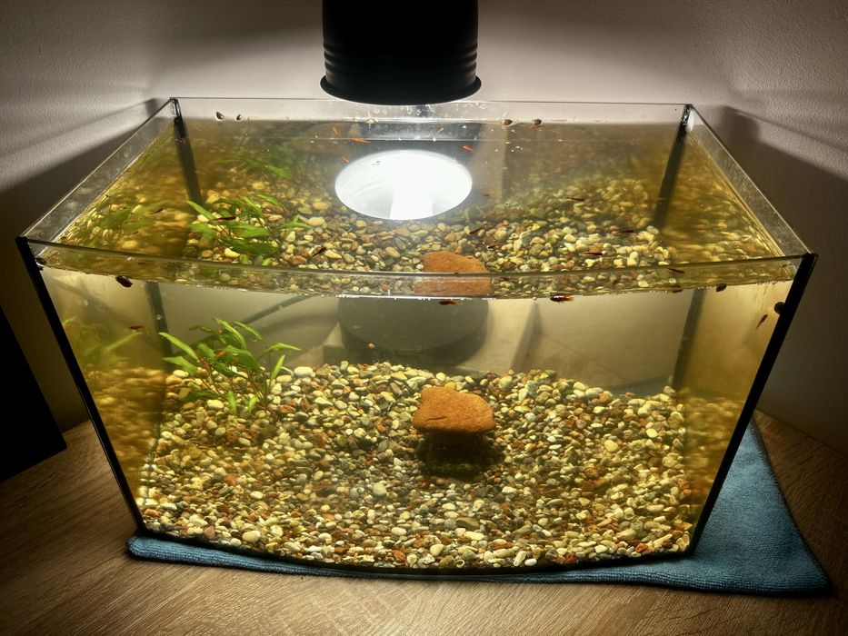 Akwarium z rybkami. 34 L