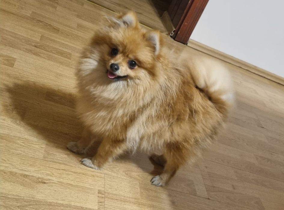 Szpic miniaturowy Pomeranian Suczka,miniaturka orange