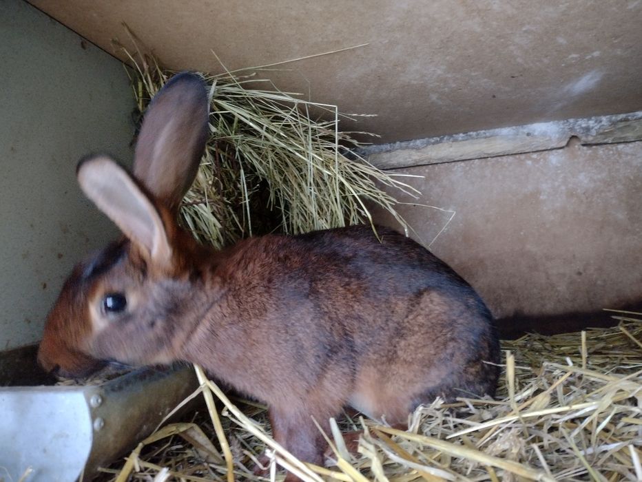 Zajęczak mahoniowy samica zakocona