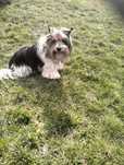 York Terrier Biewer
